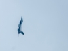 airshow2016_09