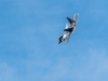 Airshow_2020_06