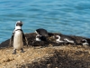 Cape_Town_03