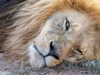 Cape_Town_11