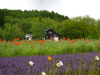 Hokkaido_2025_01