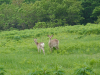 Hokkaido_2025_07