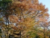 Jap_Nov18_05