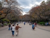 Jap_Nov18_15