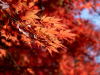 Japan_tohoku_23_42